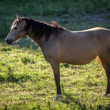 度假居 穆勒农场度假屋