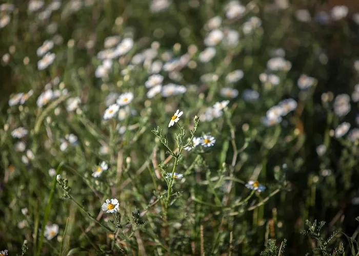 펜션 Herdade Do Moinho Novo 칸하