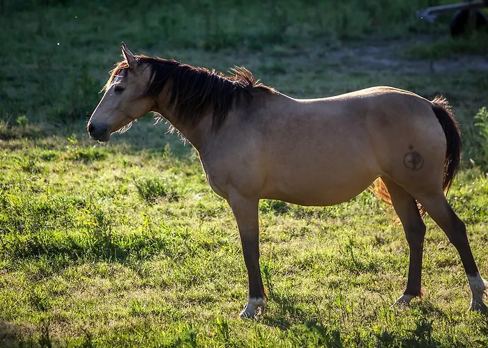 別荘 Herdade Do Moinho Novo