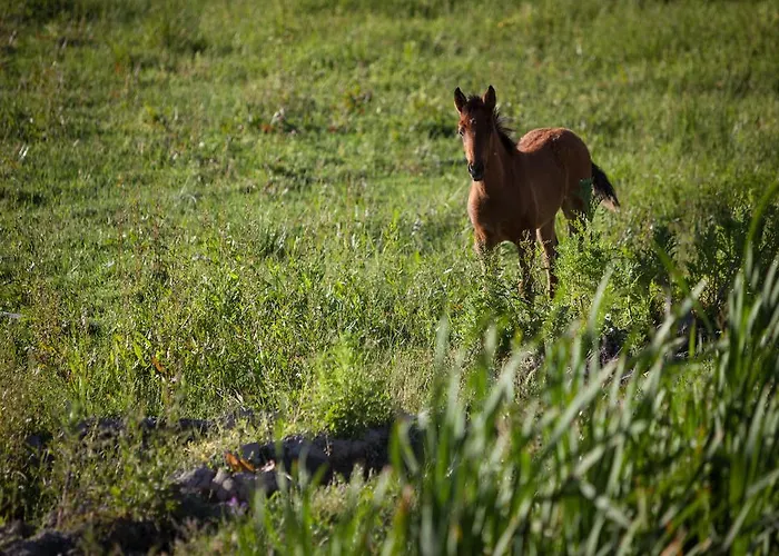 Herdade Do Moinho Novo 別荘 *
